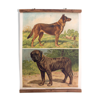 Dogs Educational Poster, 1897