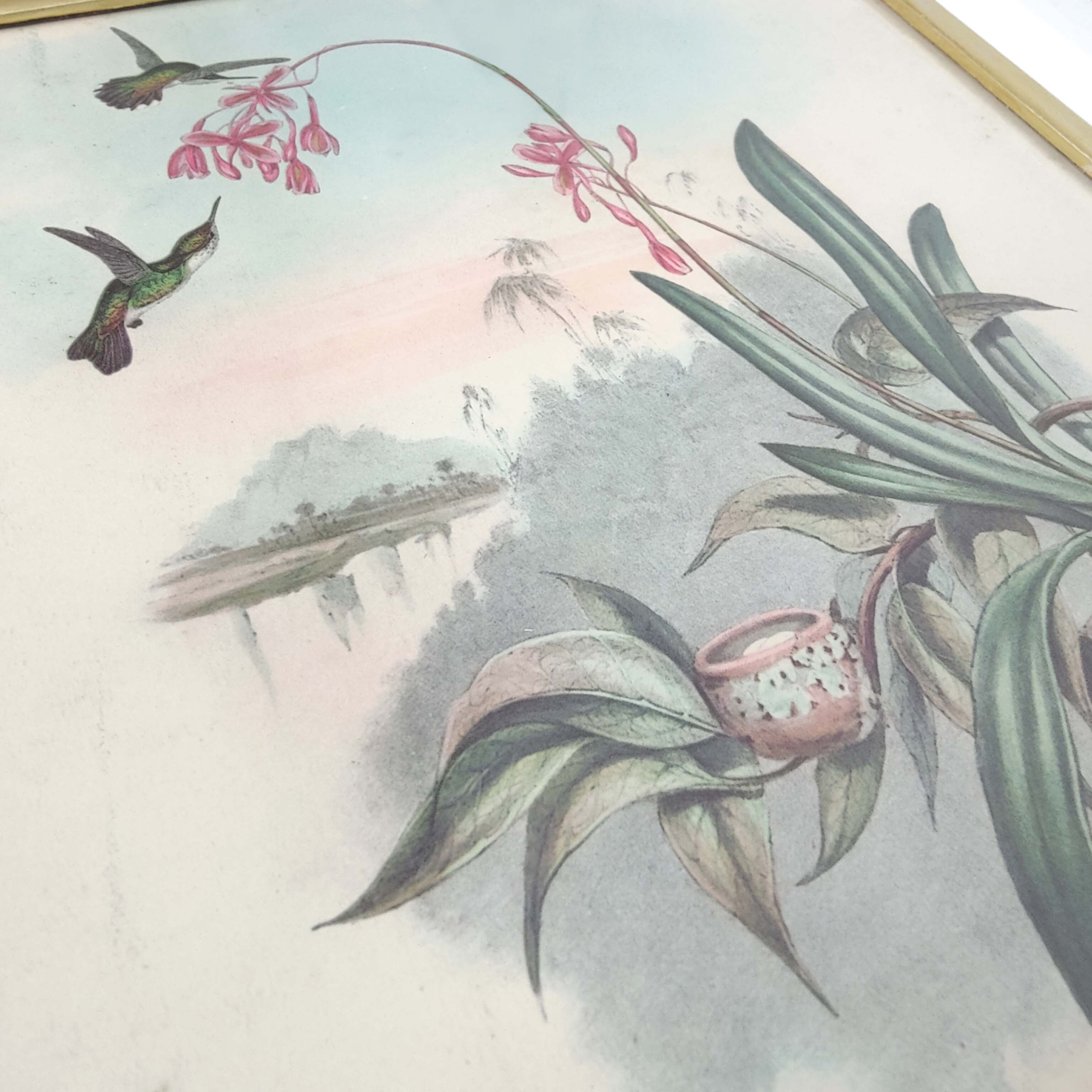 Lot 2 Bird lithographs by J. Gould and H-C Richter golden frame