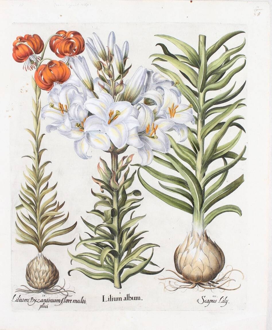 Botanical illustration