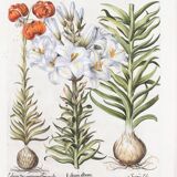 Botanical illustration