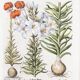 Botanical illustration