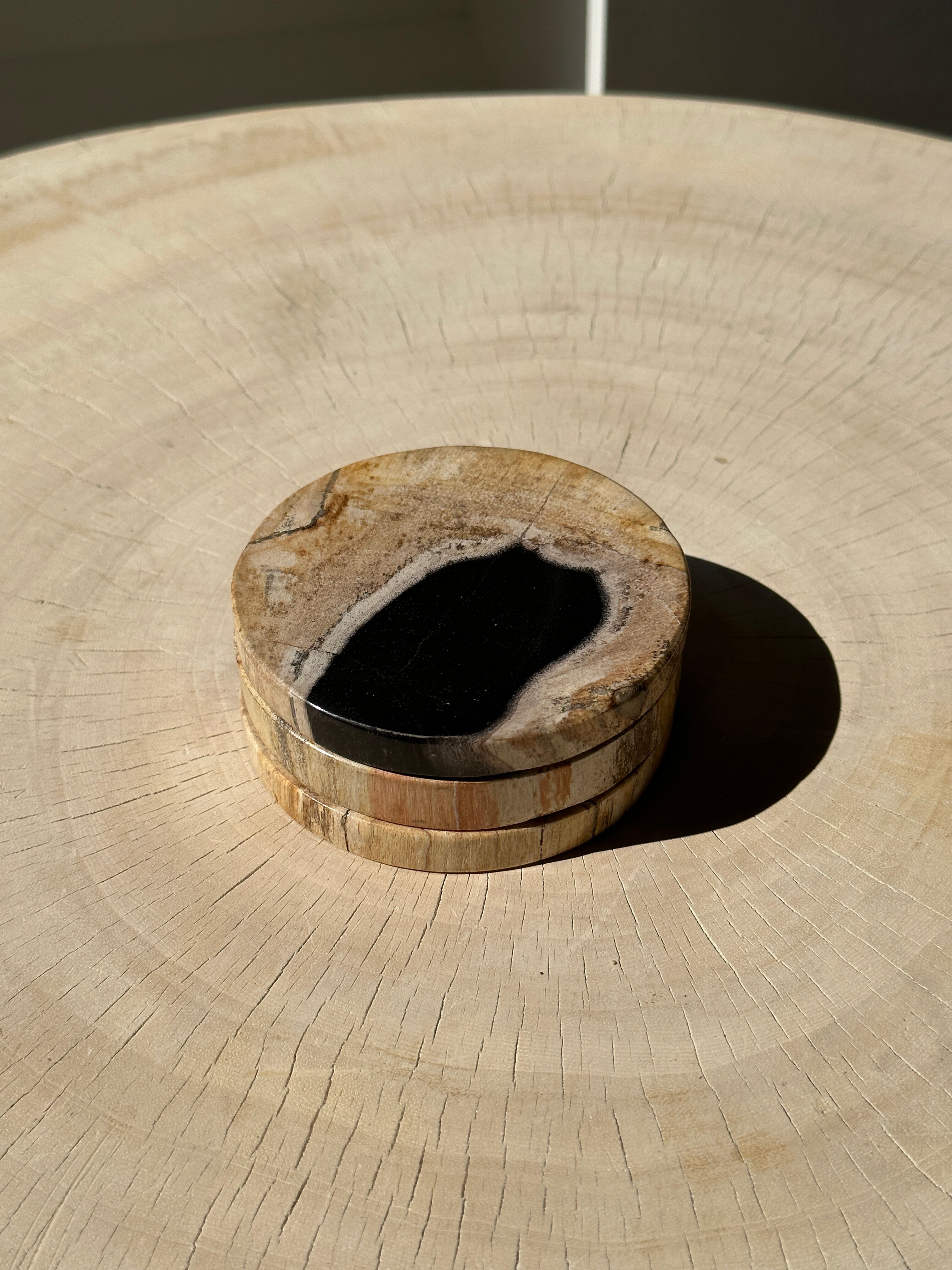 Set of 3 fossilized wooden coasters (clear)