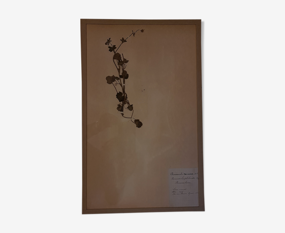 Planche d'herbier 19ème