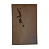 19th herbarium plank