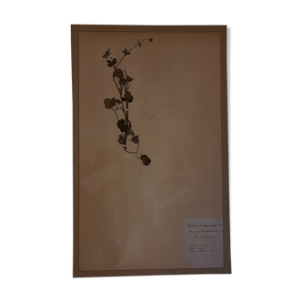 Planche d'herbier 19ème