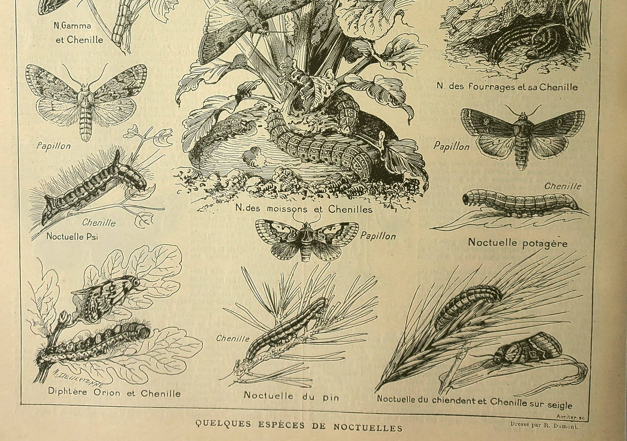 Vintage lithograph 1921. De Dessertenne - Noctuid and butterfly. Engraving