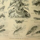 Vintage lithograph 1921. De Dessertenne - Noctuid and butterfly. Engraving