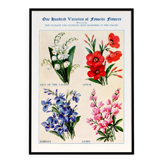 Poster about lily of the valley, flax, lobelia and lupin