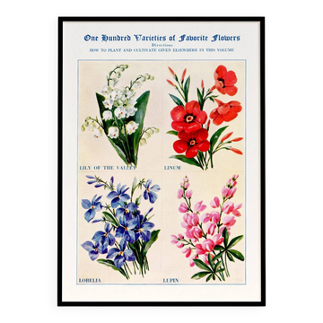 Affiche sur le muguet, le lin, la lobélie et le lupin
