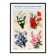 Poster about lily of the valley, flax, lobelia and lupin