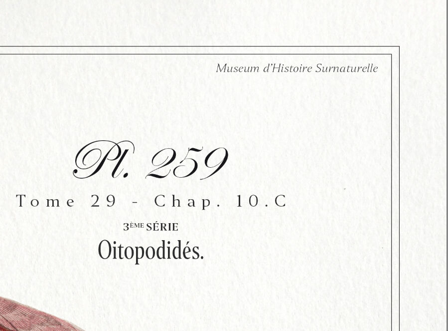 Chimera lithography animal engraving - the pink blazing