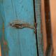 old Art Deco wall display case in original blue teak Burmese patina