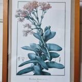 Rochea falcata botanical board