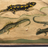 Educational poster, frog, salamander, lithograph, 1914