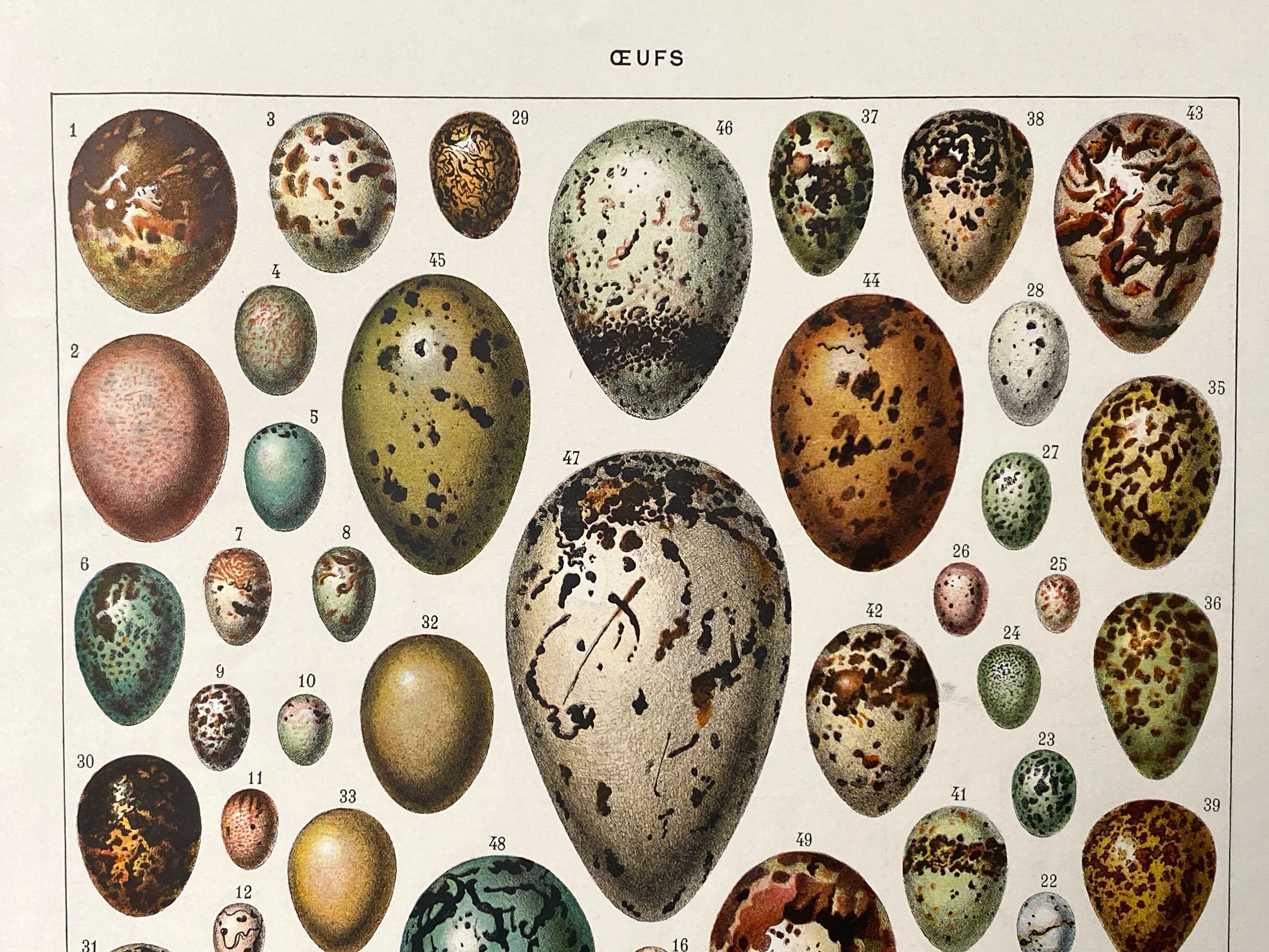 Old illustration Millot "eggs"