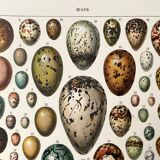 Old illustration Millot "eggs"