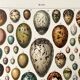 Old illustration Millot "eggs"