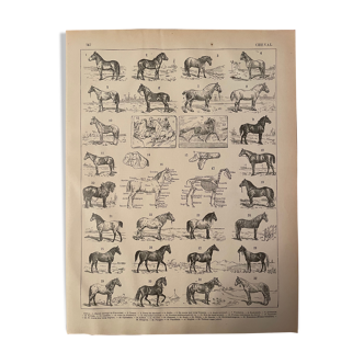Lithographie gravure sur les chevaux de 1897
