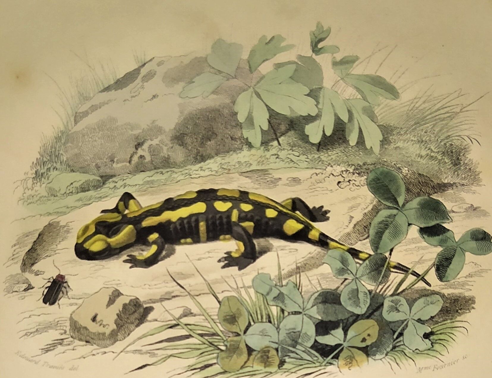 Original zoological plate of 1839 " the terrestrial salamander,....