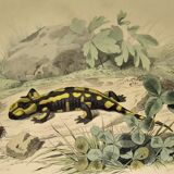 Original zoological plate of 1839 " the terrestrial salamander,....