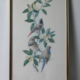 Lithographie oiseaux