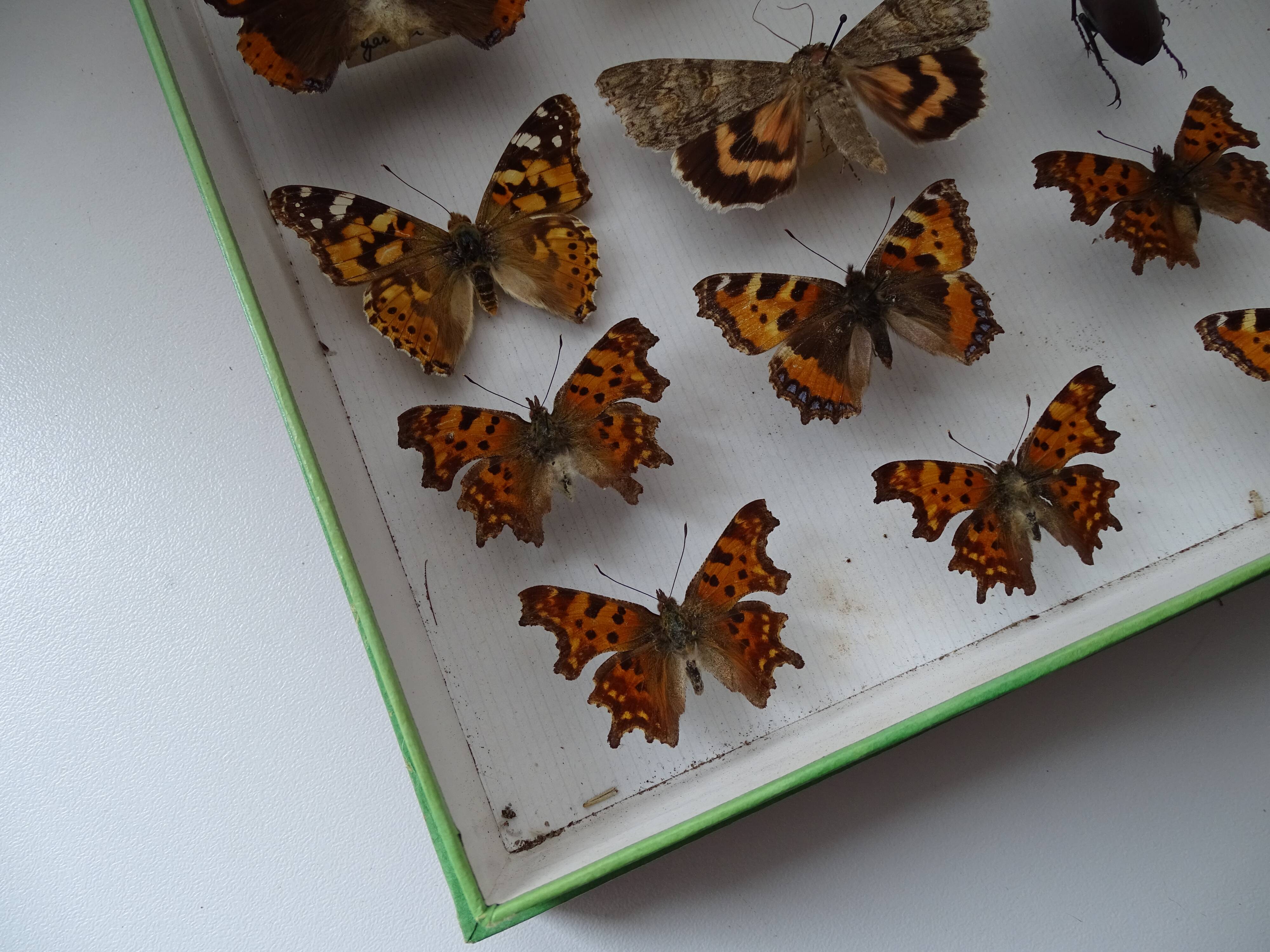 Ancient butterflies and stuffed insects under frame 1930s