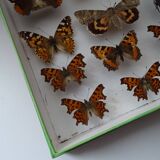 Ancient butterflies and stuffed insects under frame 1930s