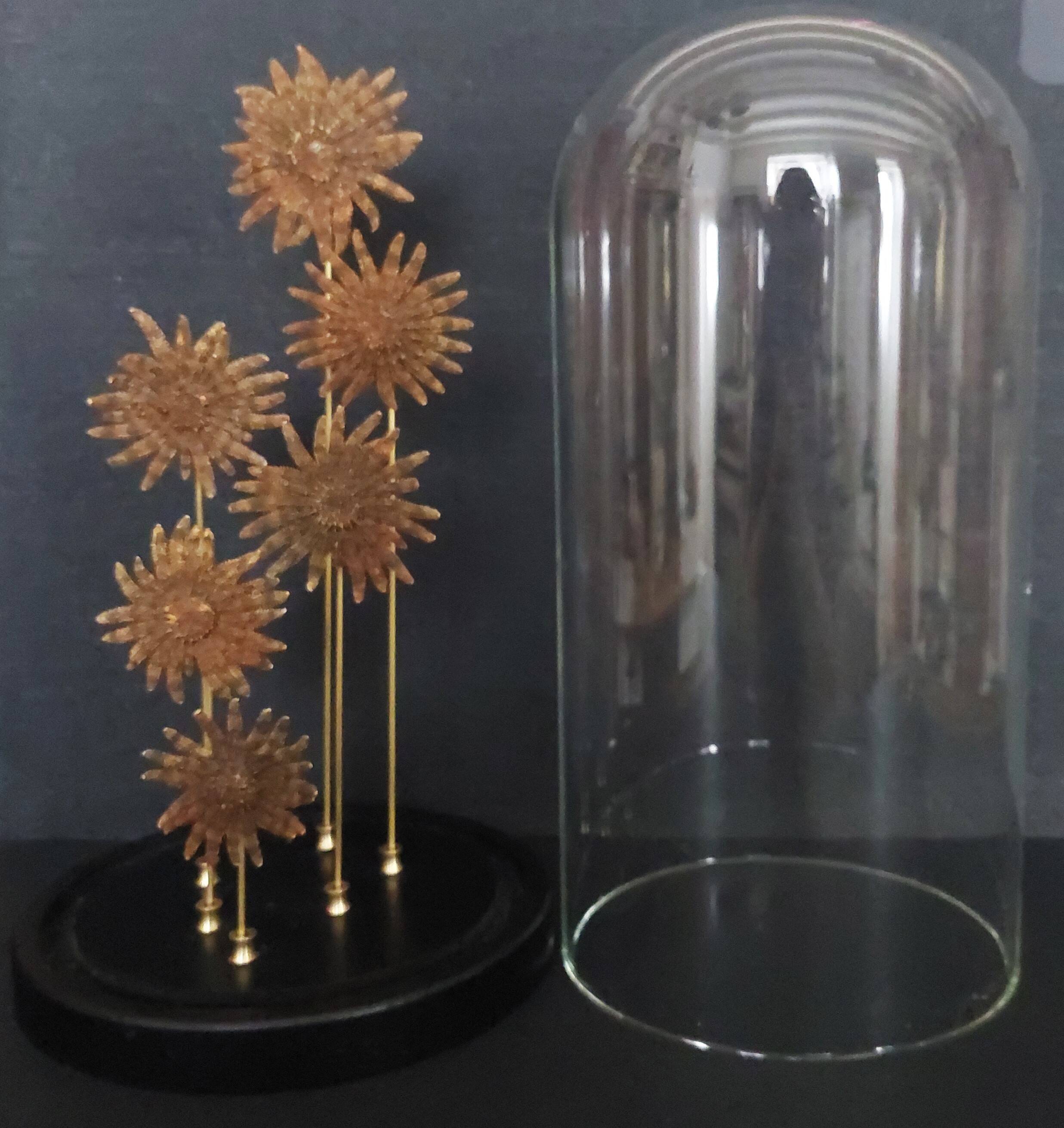Cabinet of Curiosities globe with starfish heliaster kubiniji