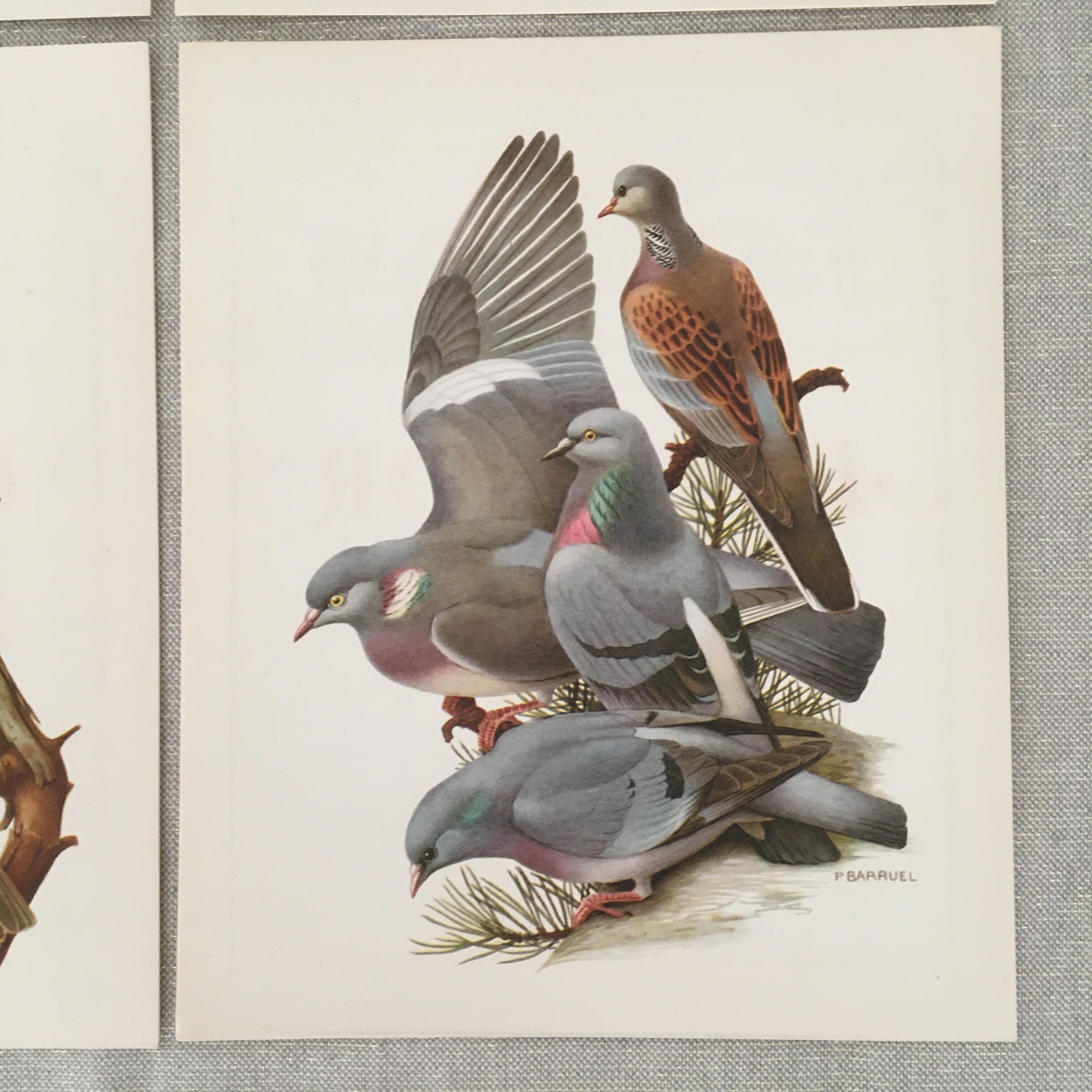 Lot de 4 lithographies naturalistes Oiseaux 17,5 x 21,5cm