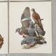 Lot de 4 lithographies naturalistes Oiseaux 17,5 x 21,5cm