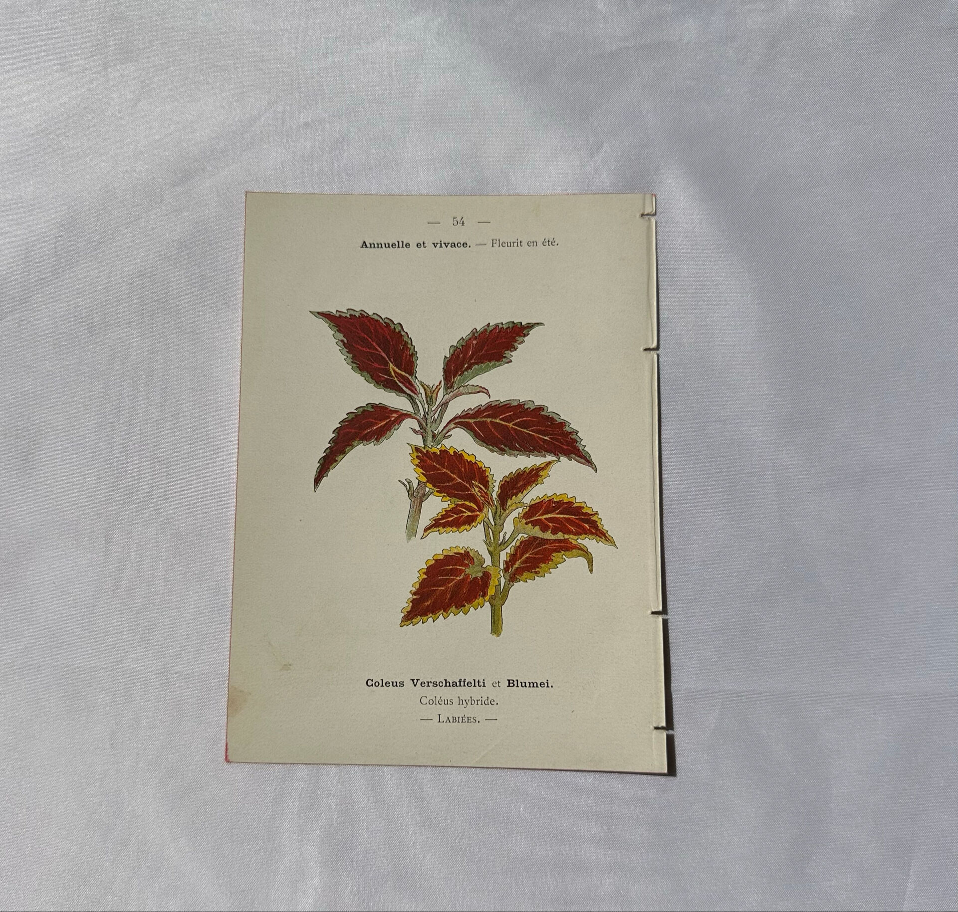 🌿 Botanical Plate Old Naturalist Engraving 19th Century Double-Sided