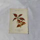 🌿 Botanical Plate Old Naturalist Engraving 19th Century Double-Sided