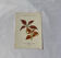 Planche Botanique Gravure naturaliste ancienne 19eme recto verso