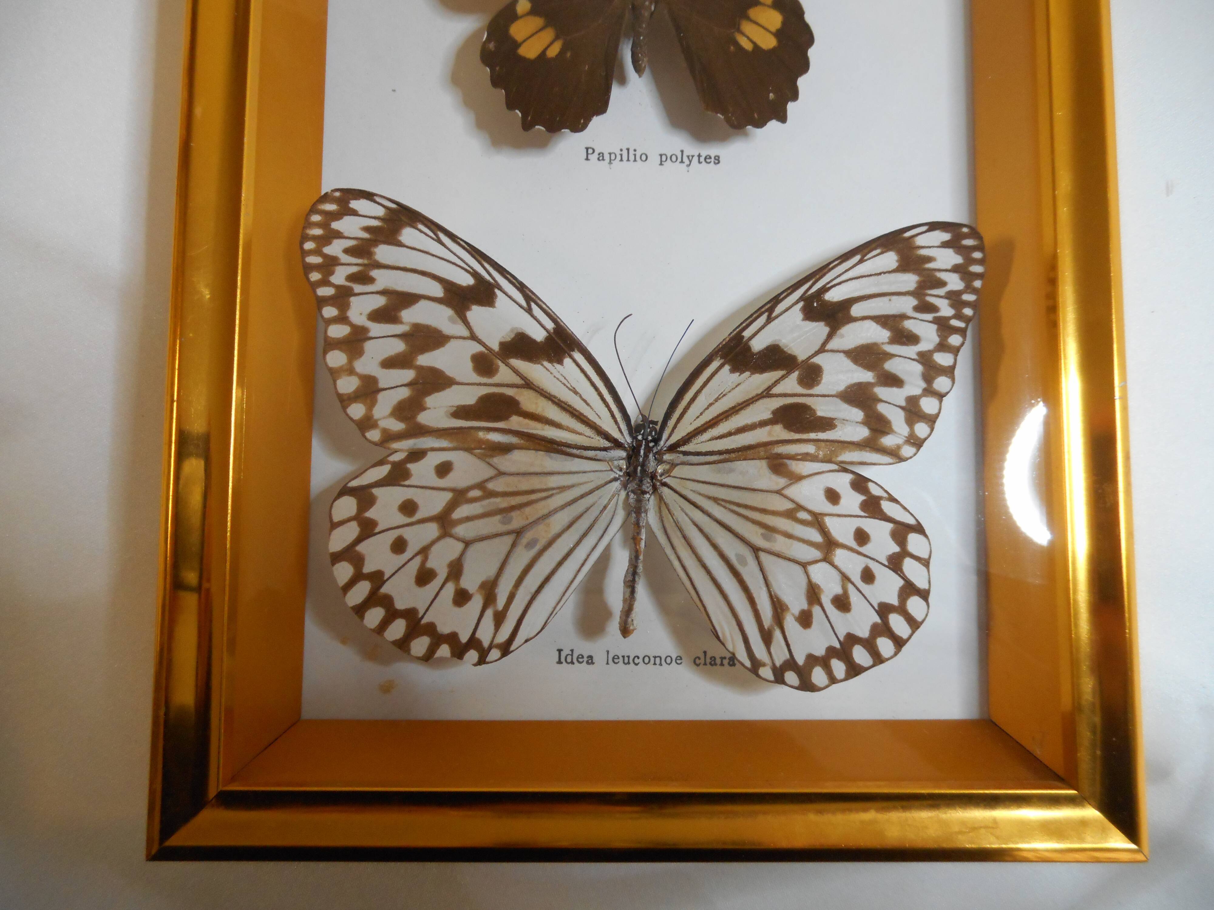 Butterflies naturalized under framework