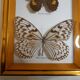 Butterflies naturalized under framework