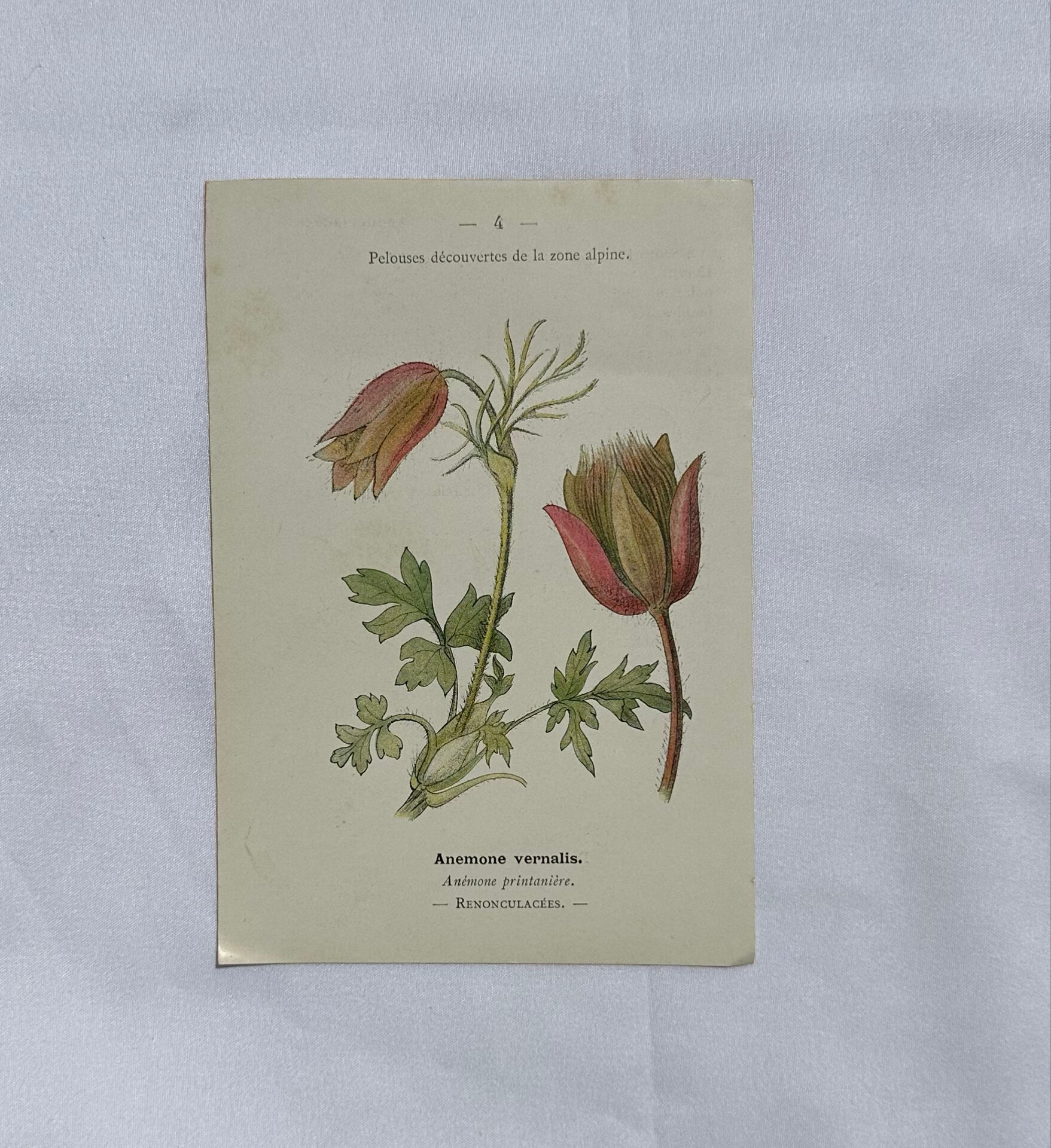 Botanical panache naturalist engraving scientific lithograph plant flower