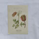 Botanical panache naturalist engraving scientific lithograph plant flower