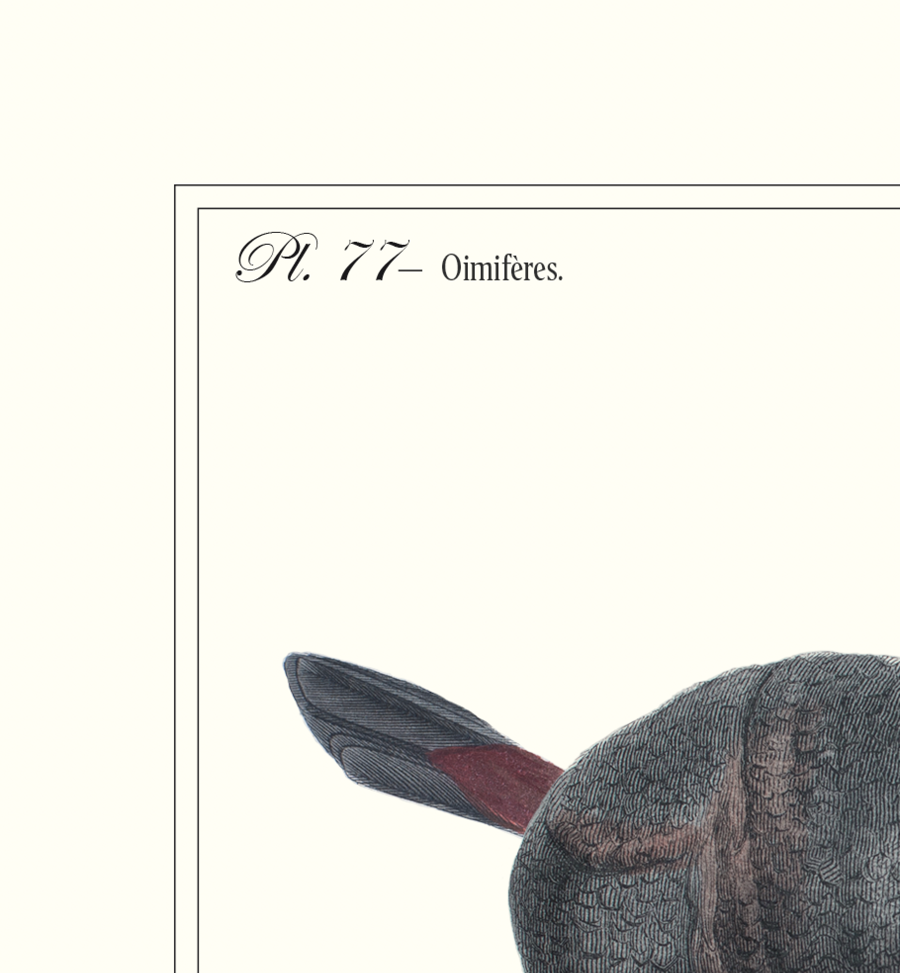 Lithograph engraving animal chimera - touceros