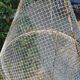 Old wrought iron aviary