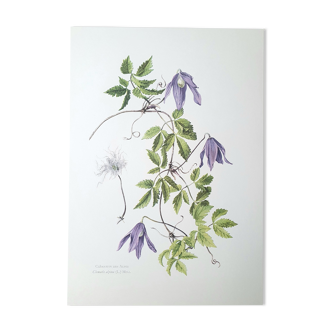 Alpine clematis botanical plate