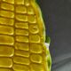 Corn and pepper slurry raviers
