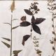 Herbiers anciens encadrés, lot de 4