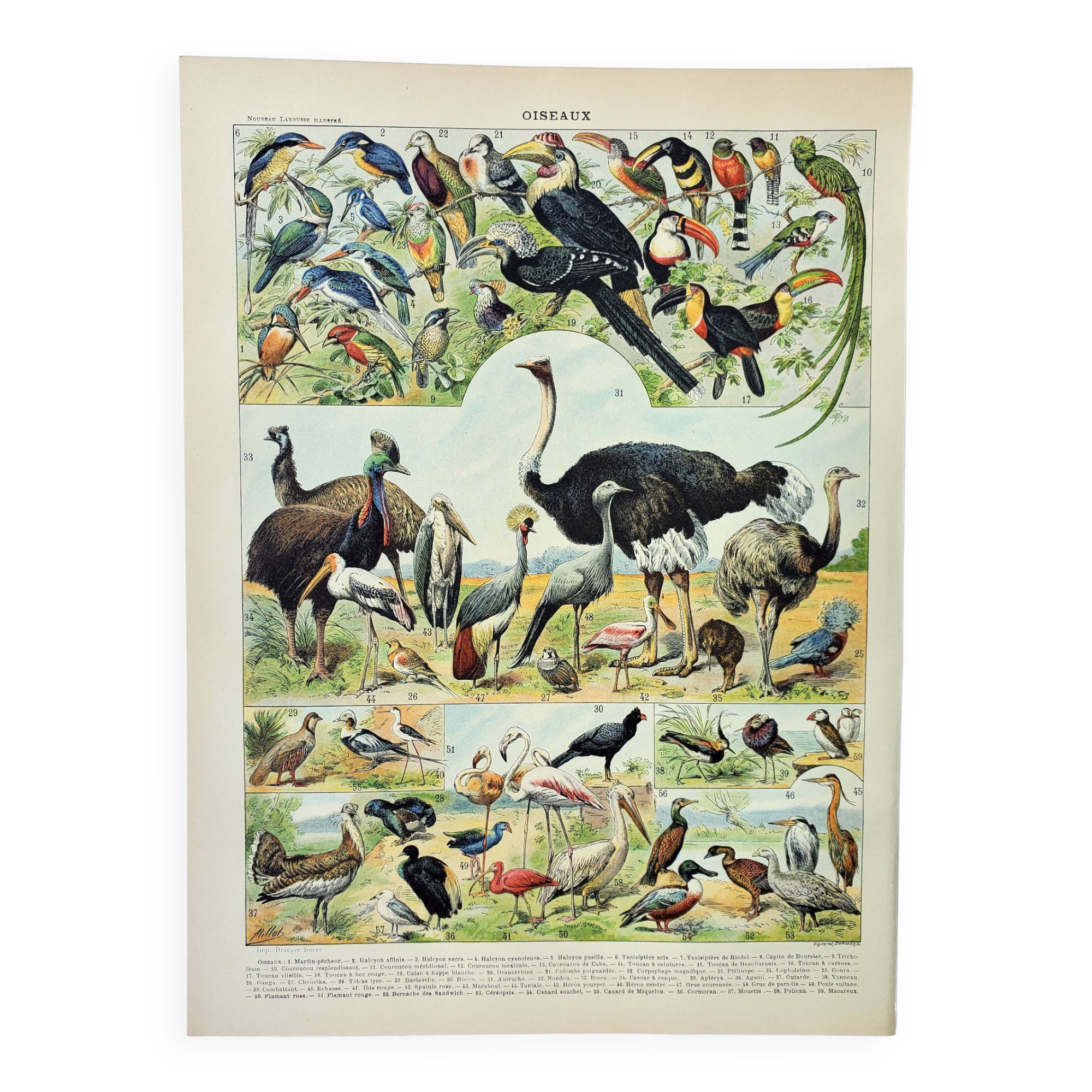 Gravure ancienne 1898, Oiseaux 2: espèces, rapaces • Lithographie originale et vintage