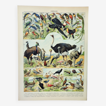 Gravure ancienne 1898, Oiseaux 2: espèces, rapaces • Lithographie originale et vintage