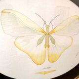 Cadre ovale Papillon