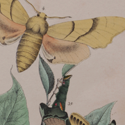 Illustration gravure animal vintage 1850