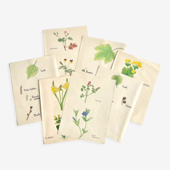 Set of ancient botanical watercolors to frame