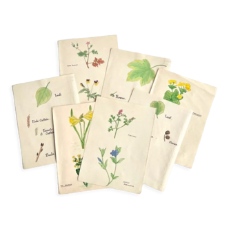 Set of ancient botanical watercolors to frame