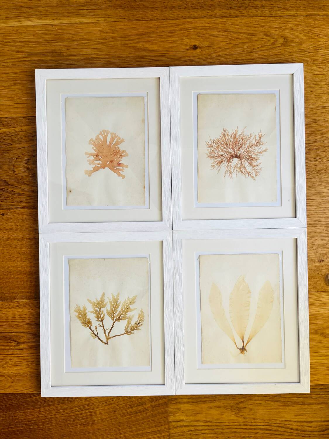 Alguier Marine Herbarium Algae cabinet of curiosities antique natural history