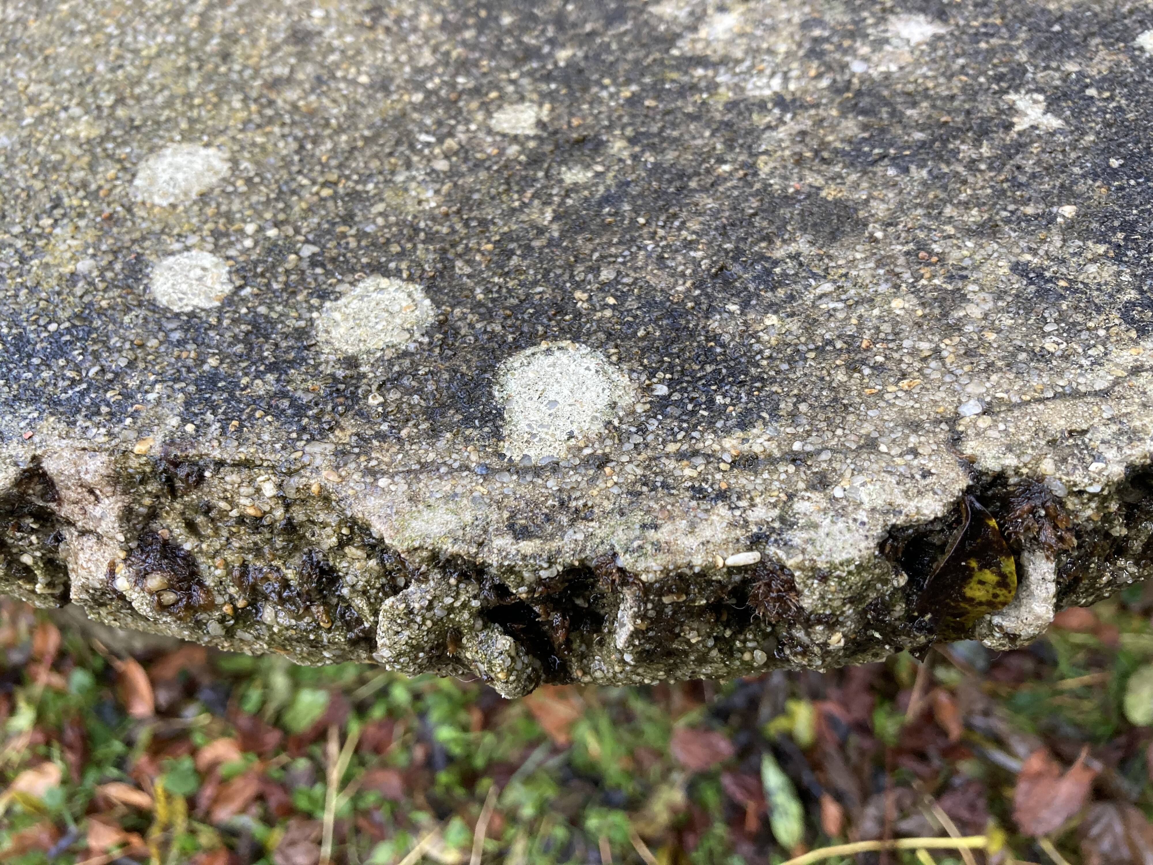 1 table and 2 benches in cement, faux wood, rockery, 1950s. 150cm